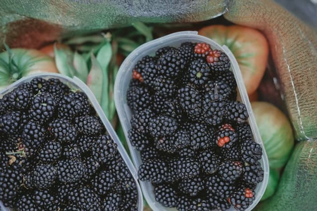 raquel-raq-cWyptYXAkGo-unsplash (1)